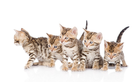 group bengal kittens looking at camera. isolated on white